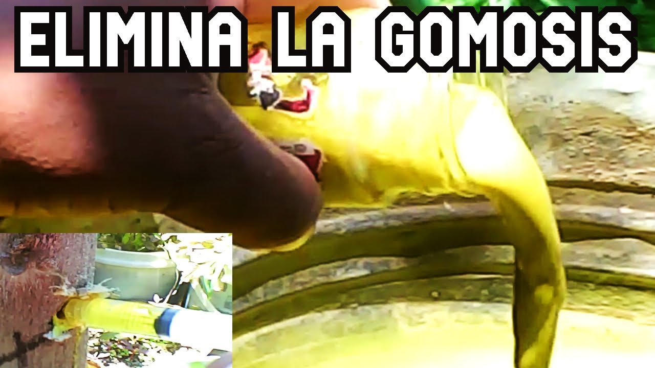 CURA TUS ARBOLES DE ESTA TERRIBLE ENFERMEDAD  GOMOSIS (agricultura organica)