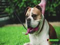 Play Video: Leash Manners: Before and After