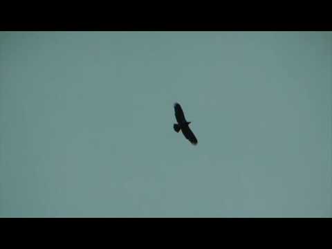 Hays Nest - Hays Eagles - Juveniles - Aerial Antics 6-24-2016