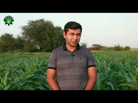 Təkrar əkin qarğıdalı sahəsinə göstərilən aqrotexniki qulluq haqqında fermerin dilindən eşidək.