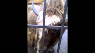 preview picture of video 'ПРИКОЛЬНЫЕ ЖИВОТНЫЕ! Зоопарк в Нижнем Новгороде (Zoo in City of Nizhny Novgorod)'
