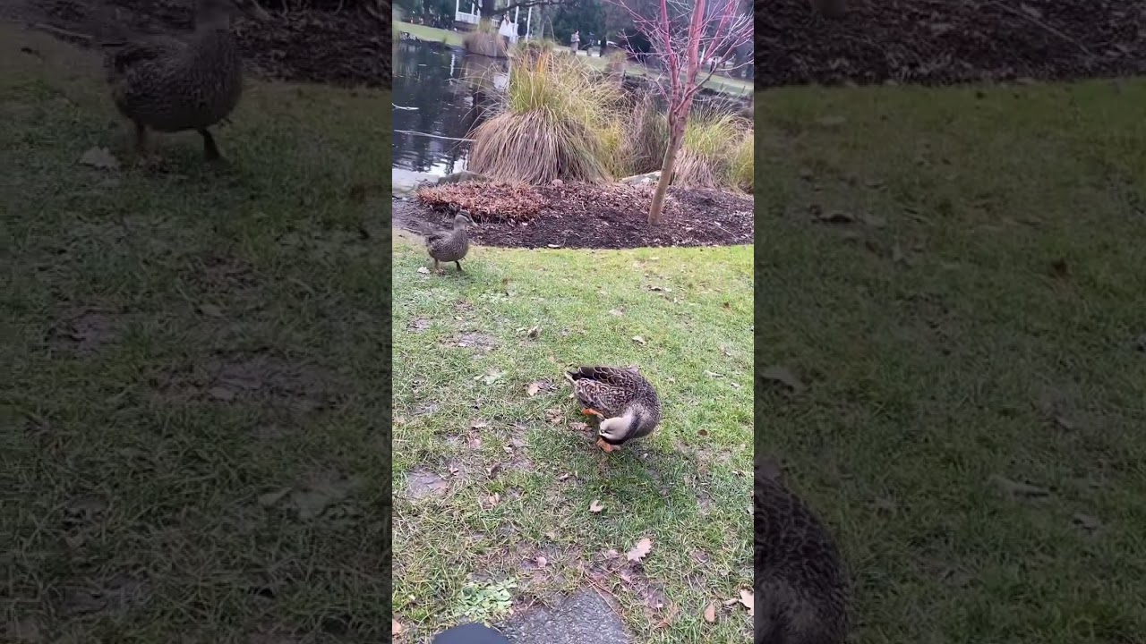 YouTube Short thumbnail