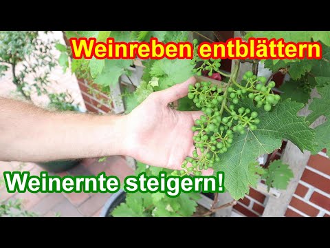 WICHTIG - Weinreben entblättern & entlauben - Warum du Wein ausdünnen musst!