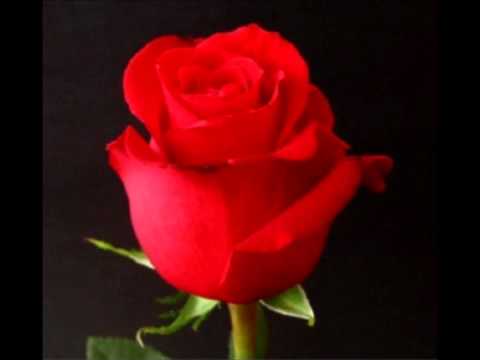 Rock Star del Ecuador - Rosas y espinas