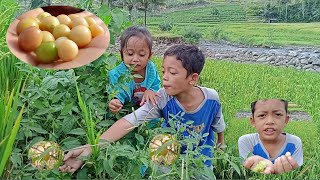 Download lagu Berburu Buah Ciplukan Liar - Buah Mahal Tapi Gratis || Rahman Azzah mp3 Download lagu Berburu Buah Ciplukan Liar - Buah Mahal Tapi Gratis || Rahman Azzah mp3