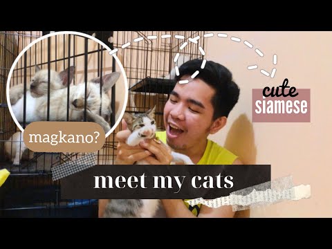 Meet My Cats + Siamese Cats Price Philippines | Becoming A Furr Parent Ep.2