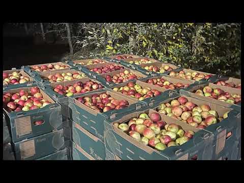 Jurnal MUSCEL TV 24.11.2021 Un primar din Muscel a donat mere către spitalele din București