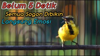 Download lagu PANCINGAN SEMUA SOGON AGAR CEPAT RESPON GACOR NGKLEPER‼️CUIT CUIT CERR BIKIN SOGONNU AUTO NEMBAK mp3 Download lagu PANCINGAN SEMUA SOGON AGAR CEPAT RESPON GACOR NGKLEPER‼️CUIT CUIT CERR BIKIN SOGONNU AUTO NEMBAK mp3