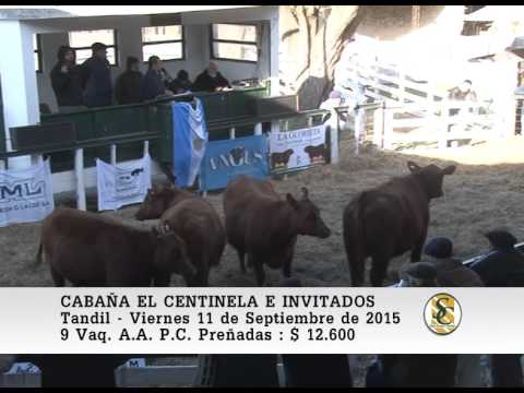11-09-15 Venta de Vacas y Vaquillonas P.C. - Cabaña El Centinela - Tandil