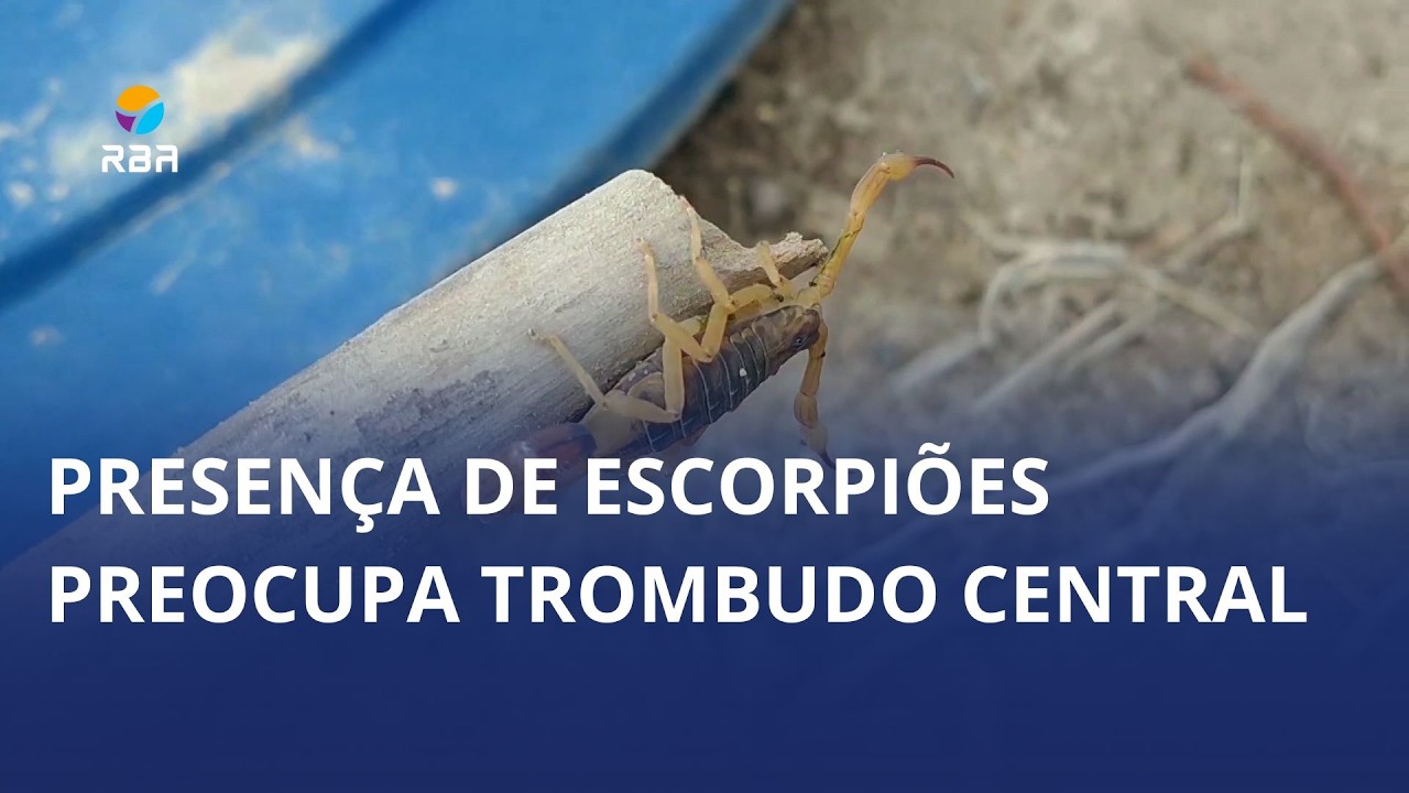 Trombudo Central emite alerta após novos registros de escorpiões