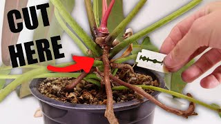 How To Propagate Spiritus Sancti