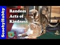 Random Acts of Kindness -- Cat Clips #296 