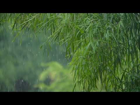 Rain in Nature/Calm yourself