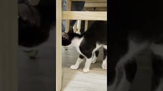 [問題] 雙貓玩耍發出奇怪的聲音