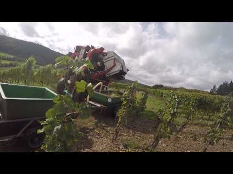 How to make wine! Grape machine harvester emptying Riesling grapes into the crusher.