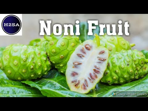 Noni Fruit - H2SA Code : F021-E