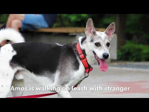 Dog For Adoption Amos A Shiba Inu Husky Mix In San Mateo Ca