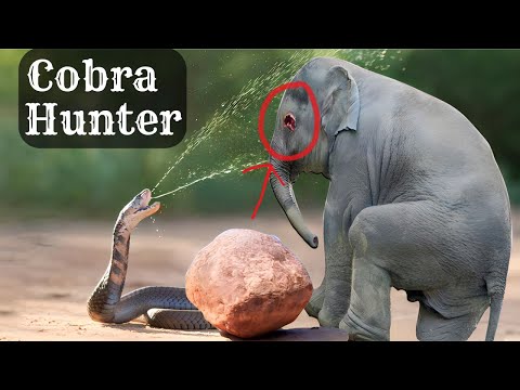 Who is the real King Cobra hunter?