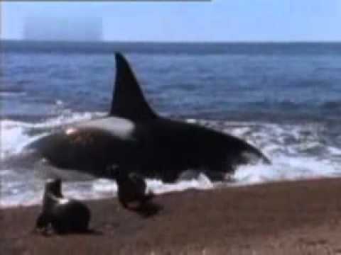 Killer Whale v seal