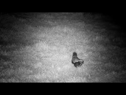 Djuma: Honey Badger - 20:25 - 09/03/2022