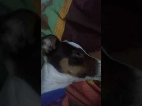 EL MEJOR PERRO DEL MUNDO