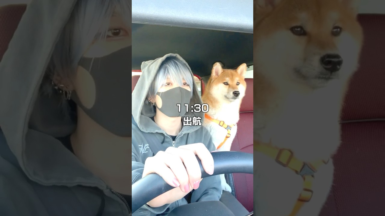 親ガチャ失敗した柴犬こまちゃんの1日#shorts