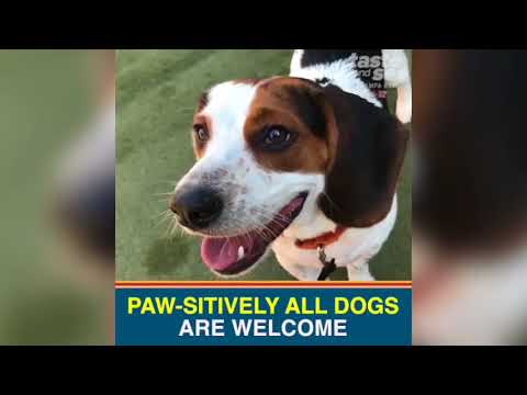 download lagu mp3 mp4 Dog Bar, download lagu Dog Bar gratis, unduh video klip Dog Bar