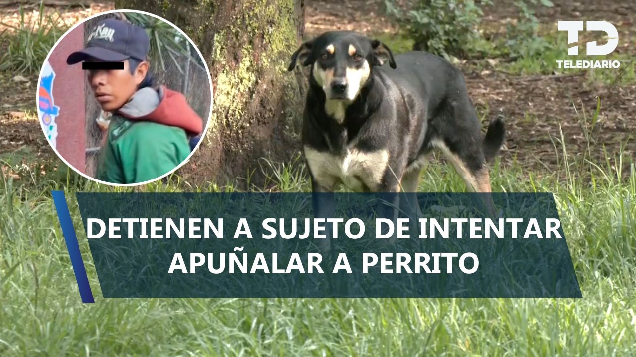Detienen a un hombre por apuñalar a un perro en el Bosque de Nativitas, Xochimilco