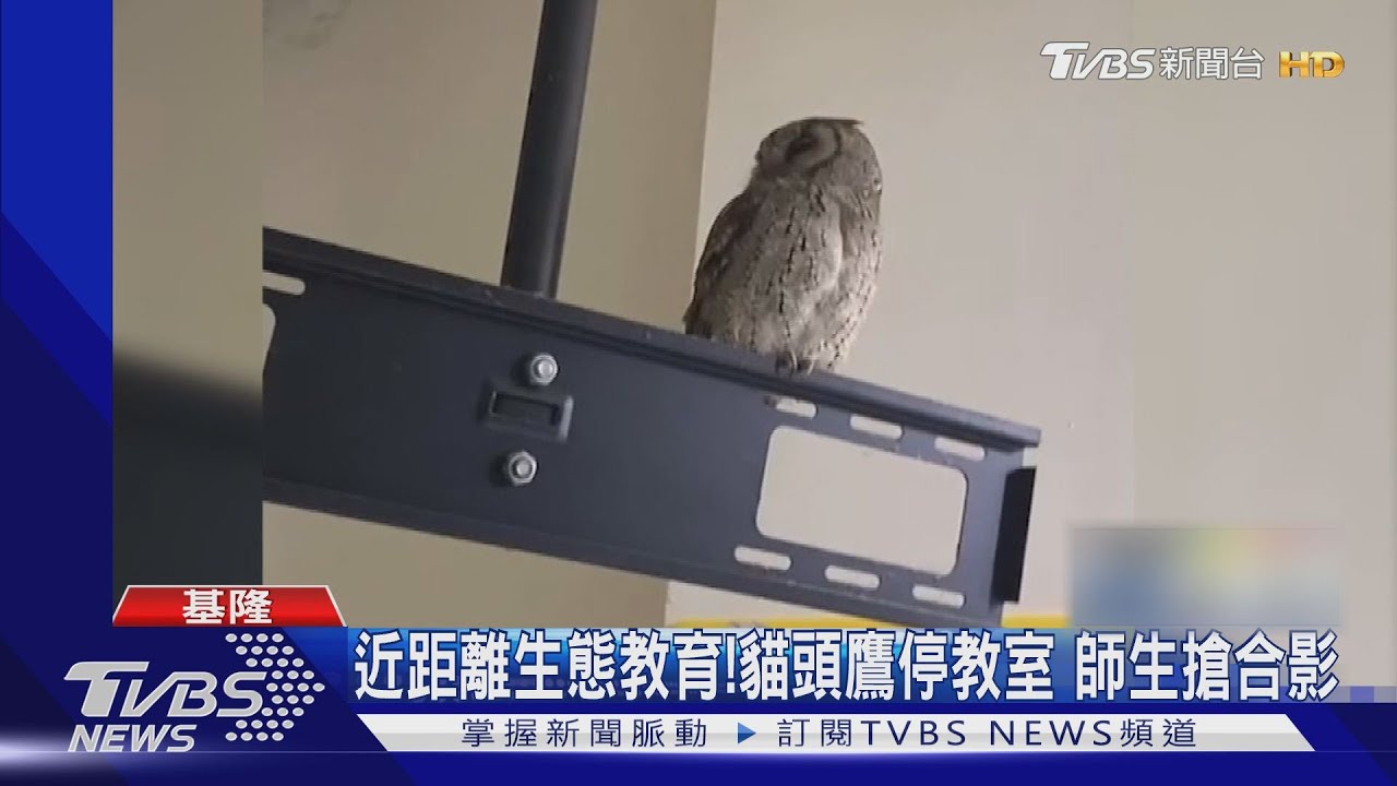 超萌!國中教室出現貓頭鷹旁聽 師生驚喜