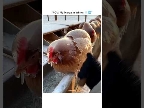 Murga vs Winter 🥶❄️😂 #shortsvideo #rooster #winter #shortsviral