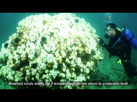 Voice for Success- Kuwait Dive Team 