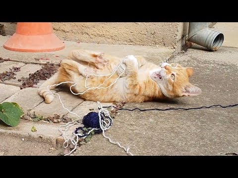 Cats Love Yarn