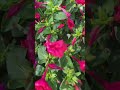 Royal pink 4 o clock plants