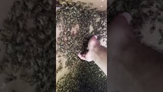 Swarms are Amazingly gentle!
