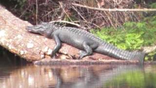 preview picture of video 'Gator at Alexander Springs Canoe Trail'
