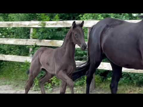 Marcello, Hengstfohlen von Morricone und Hann.Pr.St. Liaison P