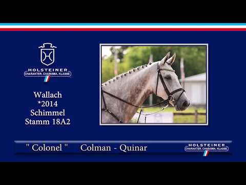 Holsteiner Elite-Reitpferdeauktion 2019 | Nr. 122 - Colonel v. Colman-Quinar