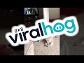 Clementine The Protector || ViralHog