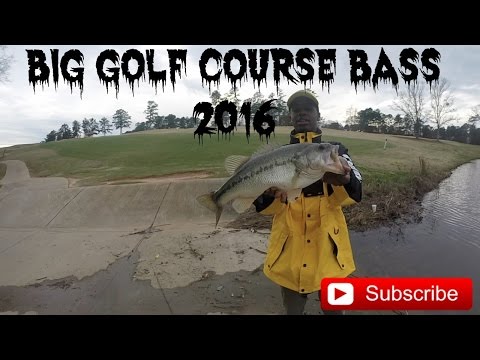 Huge Golf Course Largemouth Bass !!