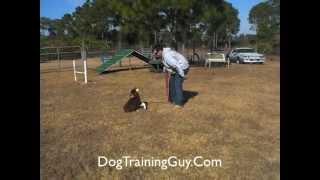Australian Shepherd Puppy Training Tips Part One