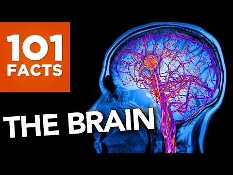 image-What are some mind-blowing facts about the brain? 