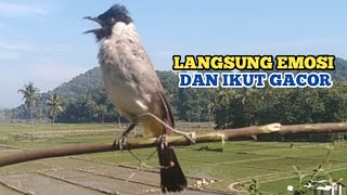 Download lagu Suara Burung KUTILANG GACOR Emosi Menekan Lawan Bikin Kutilang Lain Emosi dan Ikut GACOR. mp3 Download lagu Suara Burung KUTILANG GACOR Emosi Menekan Lawan Bikin Kutilang Lain Emosi dan Ikut GACOR. mp3
