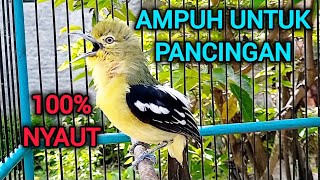 Download lagu SIRTU GACOR PANDAI MEMANCING LAWAN BIKIN SIRTU CEPAT BUNYI mp3