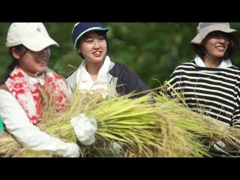 【里山十帖】南魚沼産コシヒカリ 稲刈り体験