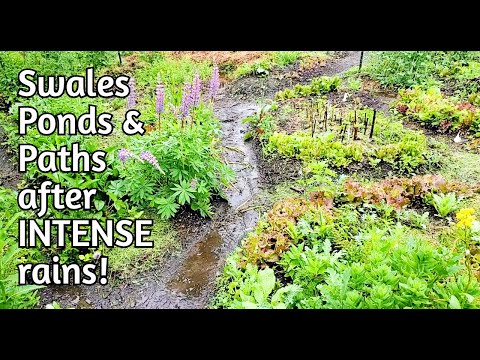 INTENSE Rains with swales and ponds! Permaculture Water Observations