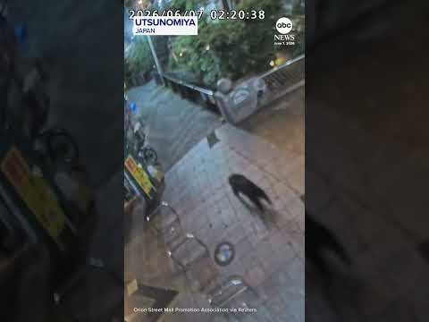 Bear sighting forces school closures in Japanese city