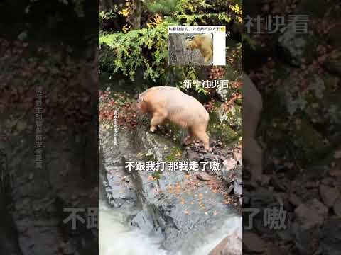 游客途中遇到秦岭羚牛，毛发金光发亮，看着憨厚老实，网友：但对方在向你发出决斗申请&hellip;