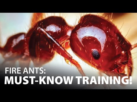 Fire Ant Training Video: Sharing Essential Knowledge with Pest Management Pros!