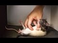 Eavesdrop On Ultrasonic Rat Giggles