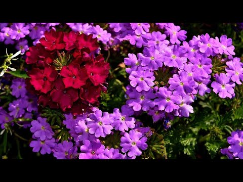 download lagu mp3 mp4 Trailing Verbena Seeds, download lagu Trailing Verbena Seeds gratis, unduh video klip Trailing Verbena Seeds